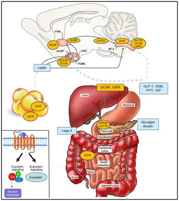G protein-coupled receptors and obesity